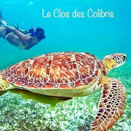 Lodge Colibris Piscine Privee Vue Panoramique Mer Et Montagne Pelee , 500 M Plage Dans Un Parc , Calme Assure Ideal Pour Decouvrir Le Nord Caraibes Ле Карбе Екстериор снимка