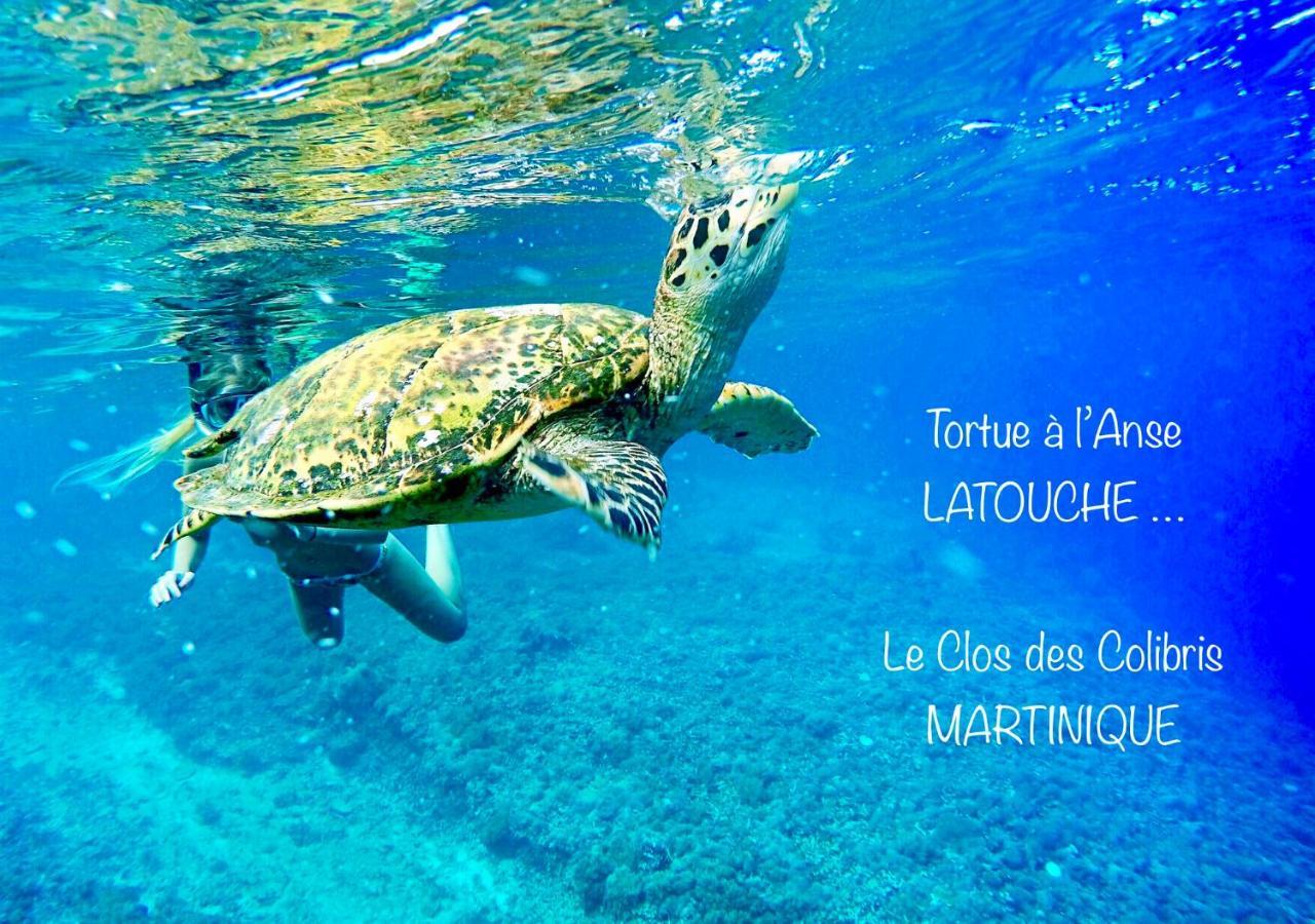 Lodge Colibris Piscine Privee Vue Panoramique Mer Et Montagne Pelee , 500 M Plage Dans Un Parc , Calme Assure Ideal Pour Decouvrir Le Nord Caraibes Ле Карбе Екстериор снимка